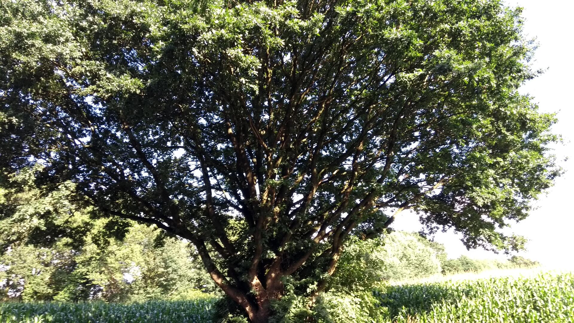 Prachtige boom net buiten Oosterwolde